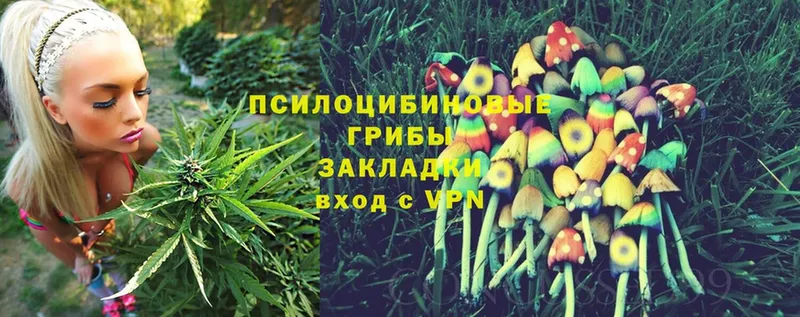 Псилоцибиновые грибы Psilocybe  продажа наркотиков  Щёкино 